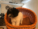 康贝尼宠物狗窝仿藤条猫窝藤编泰迪比熊博美小型犬窝可拆洗 猫狗用品 半封闭/小号建议5斤内猫狗 实拍图