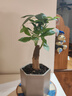 ⭐【包活】发财树盆栽鲜花绿植物办公室内吸甲醛绿萝文竹水培易养 【粗2-3cm】单杆发财树【原盆】 实拍图