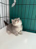 涴喵 纯种宠物猫咪活体金银渐层幼猫全程辅助养猫签订合同双重保障 宠物级 矮脚曼基康 实拍图