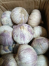 志褚独头蒜大蒜头 2024云南大理紫皮独蒜 精品新鲜现挖湿蒜 3斤装【特大果3.5cm以上】 实拍图