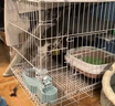 憨憨宠猫笼折叠猫笼子大号猫别墅加粗加密双层猫舍猫窝宠物猫咪用品家用 白色 700双层 实拍图