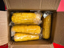 京鲜生 东北黄玉米260g*10棒 真空包装黏玉米棒粘玉米 源头直发 实拍图