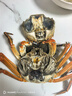 【活蟹】漁家师傅大闸蟹公4.5-4.8两母3.5-3.8两4对8只 去绳足重鲜活螃蟹生鲜水产礼盒 实拍图