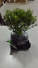 开时果 小叶赤楠盆景摆件 办公室桌面绿植花卉好养盆栽植物源头直发包邮 【推荐款】舍得紫砂盆+苔藓+底座 实拍图