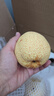 京地达梨砀山酥梨雪梨梨子香梨水果送礼净重8.8斤单果250g+源头直发 实拍图
