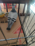 腆宠狗笼猫笼 狗笼子中小型犬带厕所幼犬狗窝猫笼子大号家用围栏兔笼 实拍图