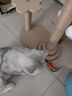 HELLOJOY猫抓板猫爬架一体耐磨不掉屑剑麻抓柱耐抓逗猫棒猫咪玩具自嗨解闷 实拍图