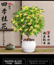 开时果 四季桂花盆栽树苗浓香型 新中式盆景办公室内绿植物源头直发包邮 精品四季桂+原土发货（不含盆） 【整高约40-50cm左右】 实拍图