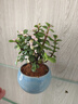 开时果 金枝玉叶盆栽多肉植物盆景 办公室内桌面花卉小绿植源头直发包邮 【热销款】哥窑浅蓝盆+苔藓+底托 实拍图