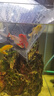 锦鲤鱼活体观赏鱼活鱼小型易养冷水淡水鱼小鱼苗锦鲤金鱼好看锦鲤 10-12cm 六色锦鲤套餐6条 实拍图