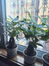 ⭐【包活】发财树盆栽鲜花绿植物办公室内吸甲醛绿萝文竹水培易养 三杆优质发财树【原盆】 实拍图