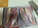 北海野生红衫鱼/深海捕捞大号红衫鱼/野生大条红衫鱼 大号红衫鱼2斤装【2-3条/斤】 实拍图