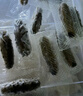 辽参有机冷冻海参3斤装10-12头*3非即食独立包装 源头直发 固形物85% 实拍图