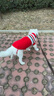 憨憨宠 狗狗衣服 狗衣服宠物衣服秋冬装卫衣中大型犬毛衣金毛大狗衣服 红色 20号适合20-40斤狗狗 实拍图