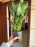 【热销款】白掌一帆风顺盆栽水培植物室内花绿植红掌发财树吸甲醛 【店主推荐】特级白掌6-8株带花+早安盆+营养液 实拍图