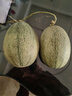 正宗哈密瓜西州蜜大果甜瓜新鲜采摘蜜瓜脆甜多汁整箱 哈密瓜1.5-2斤 实拍图