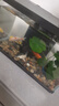 喜高超白玻璃鱼缸智能鱼缸免换水小型客厅水族箱一体式过滤氧气鱼缸 黑色-鱼缸+加热棒 380*210*245mm 实拍图