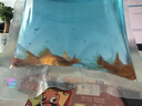 金鱼草金鱼观赏鱼冷水好养耐活小鱼苗锦鲤 2-4cm 红草金买3条送3条（加备损） 实拍图
