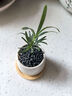 八芽迷你盆栽绿植室内桌面办公室好养花卉小盆景四季常青植物净化空气 罗汉松-白小雪梨盆-竹底托 带盆栽好 实拍图