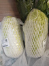 【霜打菜】三宝白菜650g(大娃娃菜) 实拍图