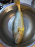 海名威 宁德黄花鱼600g/条 大黄鱼 深海鱼 生鲜鱼类 海鲜水产 地标产品 实拍图