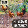 熊材 雪原藏花鸡 2斤 散养土鸡 净膛走地鸡 整鸡 柴鸡 鸡肉 生鲜 实拍图