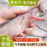 森农乐豆腐鱼舟山特产龙头鱼鲜活冷冻海鲜水产九肚鱼生鲜海鱼水潺3斤装 净重1500g【鲜肥嫩滑】 实拍图