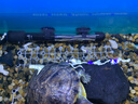 森森鱼缸水族箱加热棒自动恒温防爆乌龟缸加温棒小型鱼缸加热器100W 实拍图