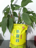 印象堂 茶叶特级原产铁观音500g2025新茶清香型袋装乌龙茶礼品自己喝 实拍图