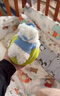 babycare&BCTOYS电动毛绒跳跳球婴儿学说话复读玩具0-1岁宝宝-西高地 实拍图