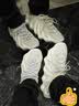 阿迪达斯（adidas）三叶草Yeezy450 火山小笼包灰白椰子450饺子鞋H68038 UK7.0码40.5 实拍图