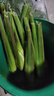 【现采现发】新鲜茭白时令蔬菜带壳茭白高笋应季美食农家自种包邮 现采带壳茭白2.6-3斤 净重 实拍图