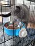 柒哦猫碗宠物碗食盆不锈钢猫咪悬挂式挂笼子猫粮兔子盆狗碗防打翻水碗 青春蓝小号【单食盆】 实拍图