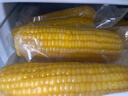十月稻田 黄糯玉米 3.52斤(220g*8根)  杂粮粗粮 东北玉米 低脂早餐 新米 实拍图