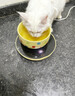 licheers恒温猫咪饮水机酸奶机恒温加热温水碗宠物陶瓷保温喝水碗 350ml 实拍图