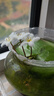 水培一叶莲浮萍迷你水草净化水质鱼缸造景睡莲花水生水养花卉植物 一叶莲 【1片装】尺寸8-11厘米 实拍图