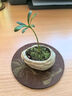 八芽海岛罗汉松指尖微型盆栽桌面小绿植迷你拇指好养植物源头直发包邮 竹柏-陶瓷小茶罐盆-竹底托-铺面石 陶瓷盆-带盆栽好 实拍图