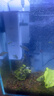 森森 小鲤鱼缸过滤器净水循环三合一内置水族箱过滤系统XQP-500F 6W 实拍图
