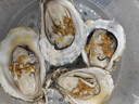 鲜京采 鲜活生蚝4XL 净重5斤 10-13只 鲜活到家 生鲜海鲜 源头直发 实拍图