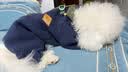 BOBOCOLA狗狗衣服秋冬季保暖加厚四脚狗衣服泰迪比熊雪纳瑞小型犬宠物衣服 藏青色 L【建议8-11斤】 实拍图