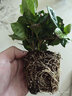 九千谷金钻吊兰鸭脚木绿萝盆栽植物花卉桌面绿植花卉小盆景源头直发 实拍图