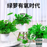 双盟绿萝盆栽除甲醛花卉绿植办公室新房净化空气 120款10盆源头直发 实拍图
