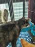 柒哦猫碗宠物碗食盆不锈钢猫咪悬挂式挂笼子猫粮兔子盆狗碗防打翻水碗 青春蓝小号【单食盆】 实拍图