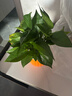 【绿萝盆栽】吸甲醛净化空气水培绿植物懒人花卉好养搬家礼物全 【特惠10盆】绿萝+橙色南瓜盆自吸水 整体含盆高度20-25cm 实拍图