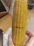 京鲜生 东北小糯九黄糯玉米150g*10棒 真空包装黏玉米棒 源头直发 实拍图