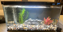 米家（MIJIA）小米米家智能生态鱼缸还原自然生态补仓一次三月无忧出差旅行必备 实拍图