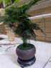 幼薇文竹盆栽植物室内绿化四季迷你办公室绿植摆件桌面好养创意小盆景 文竹+舍得小紫砂盆+圆形底盘 带盆栽好 实拍图