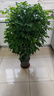 爱优尚幸福树盆栽客厅室内大型绿植办公室乔迁新家绿宝净化空气源头直发 实拍图