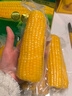 十月稻田 黄糯玉米 3.52斤(220g*8根)  杂粮粗粮 东北玉米 低脂早餐 新米 实拍图