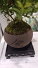 开时果 小叶赤楠盆景摆件 办公室桌面绿植花卉好养盆栽植物源头直发包邮 【推荐款】舍得紫砂盆+苔藓+底座 实拍图